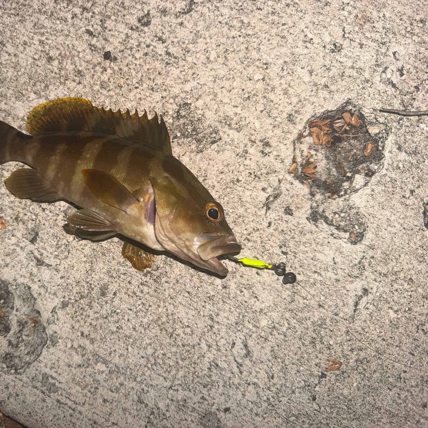 recently logged catches
