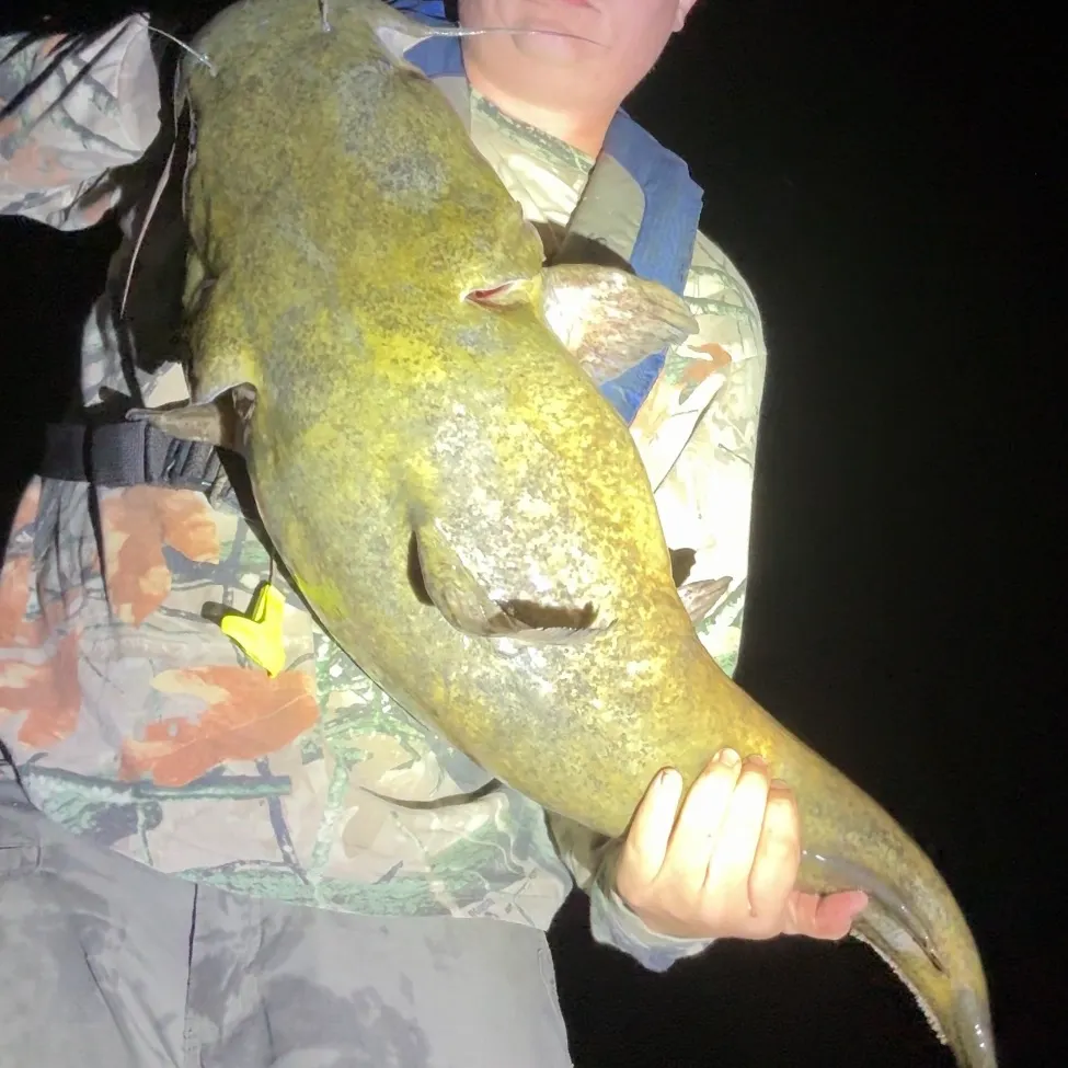 Flathead catfish caught on Fishbrain