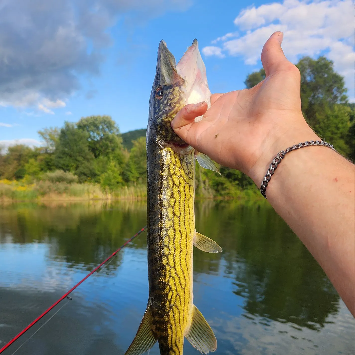 Chain pickerel caught on Fishbrain