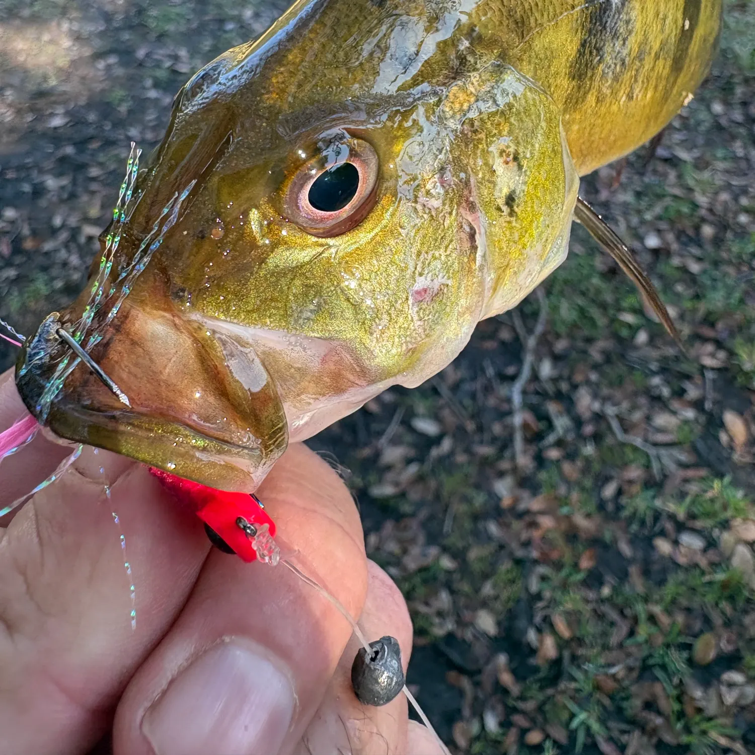 The most recent Butterfly peacock bass catches on Fishbrain
