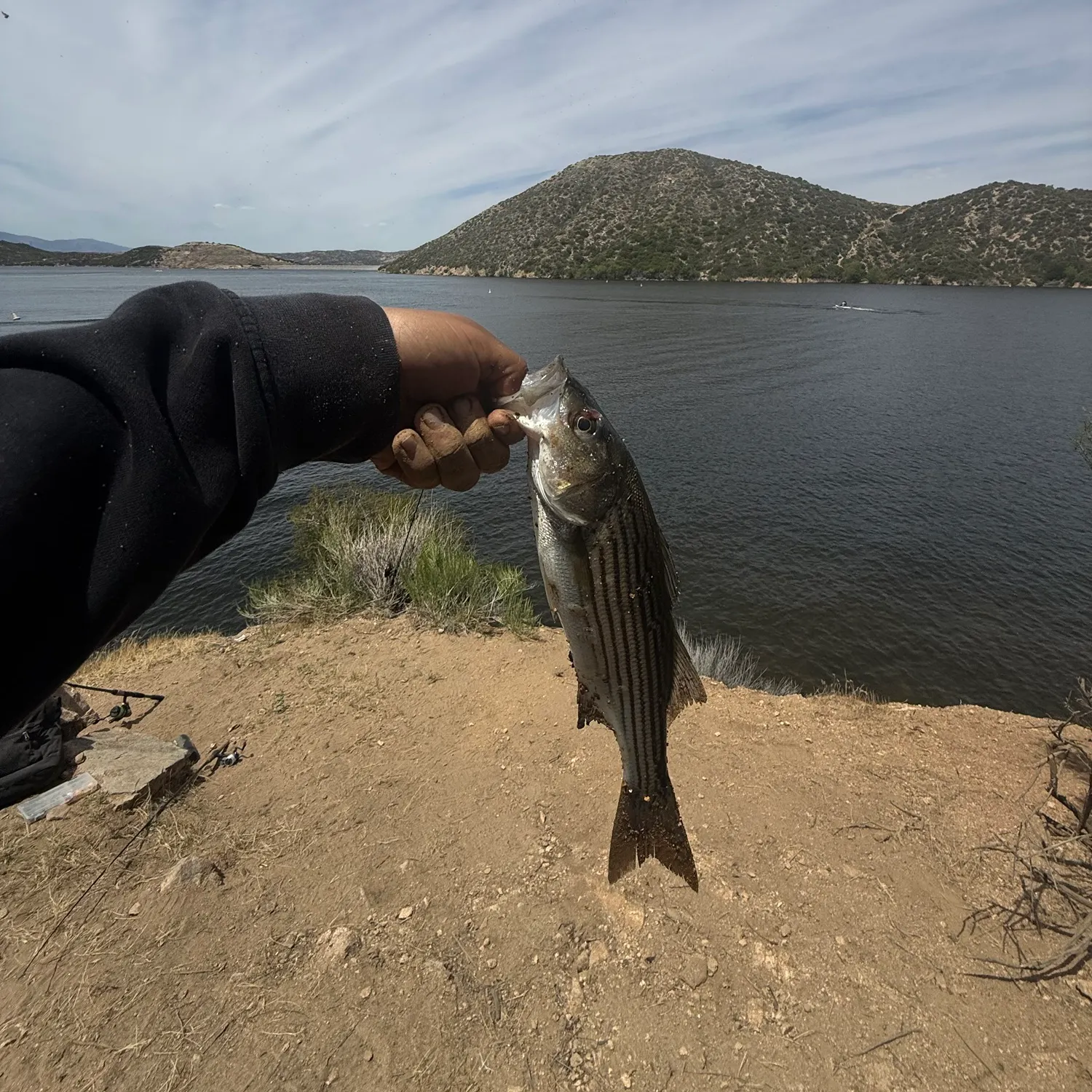 The most recent Striped bass catches on Fishbrain