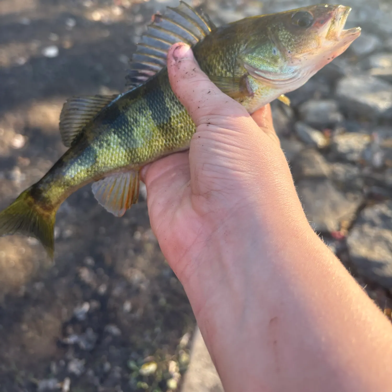 Yellow perch caught on Fishbrain