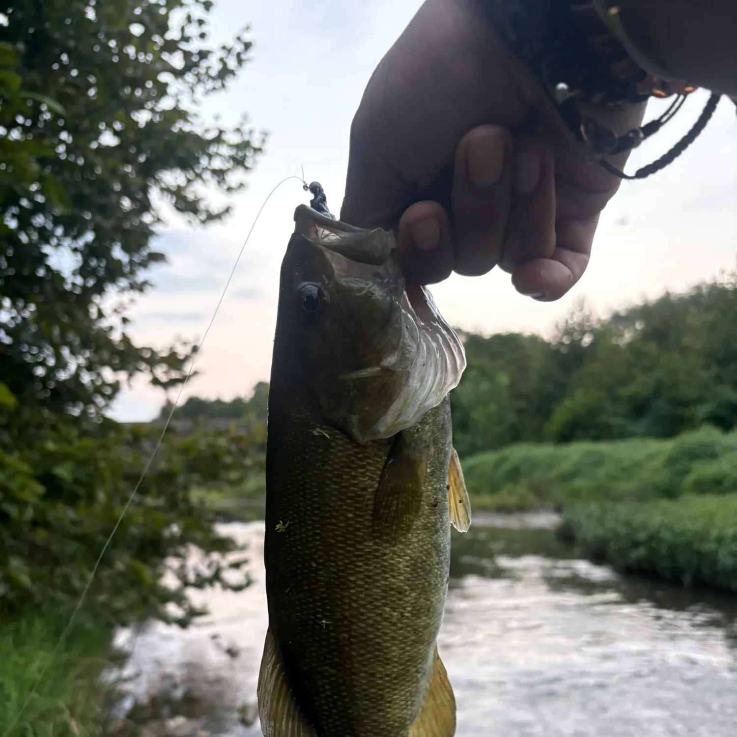 Smallmouth bass caught on Fishbrain