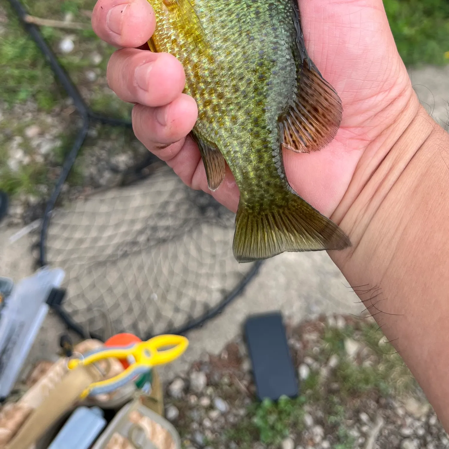 Pumpkinseed caught on Fishbrain
