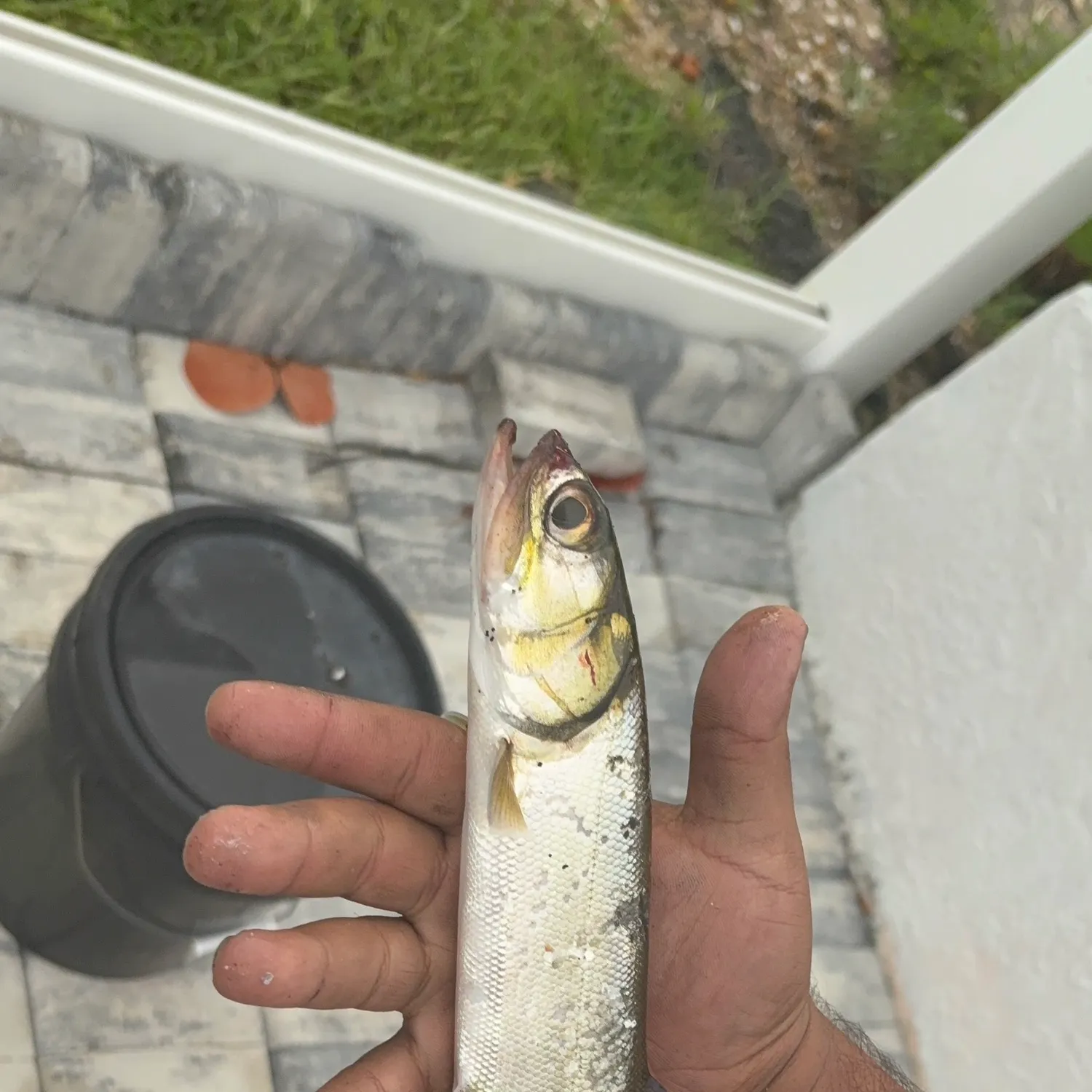 The most recent Ladyfish catches on Fishbrain