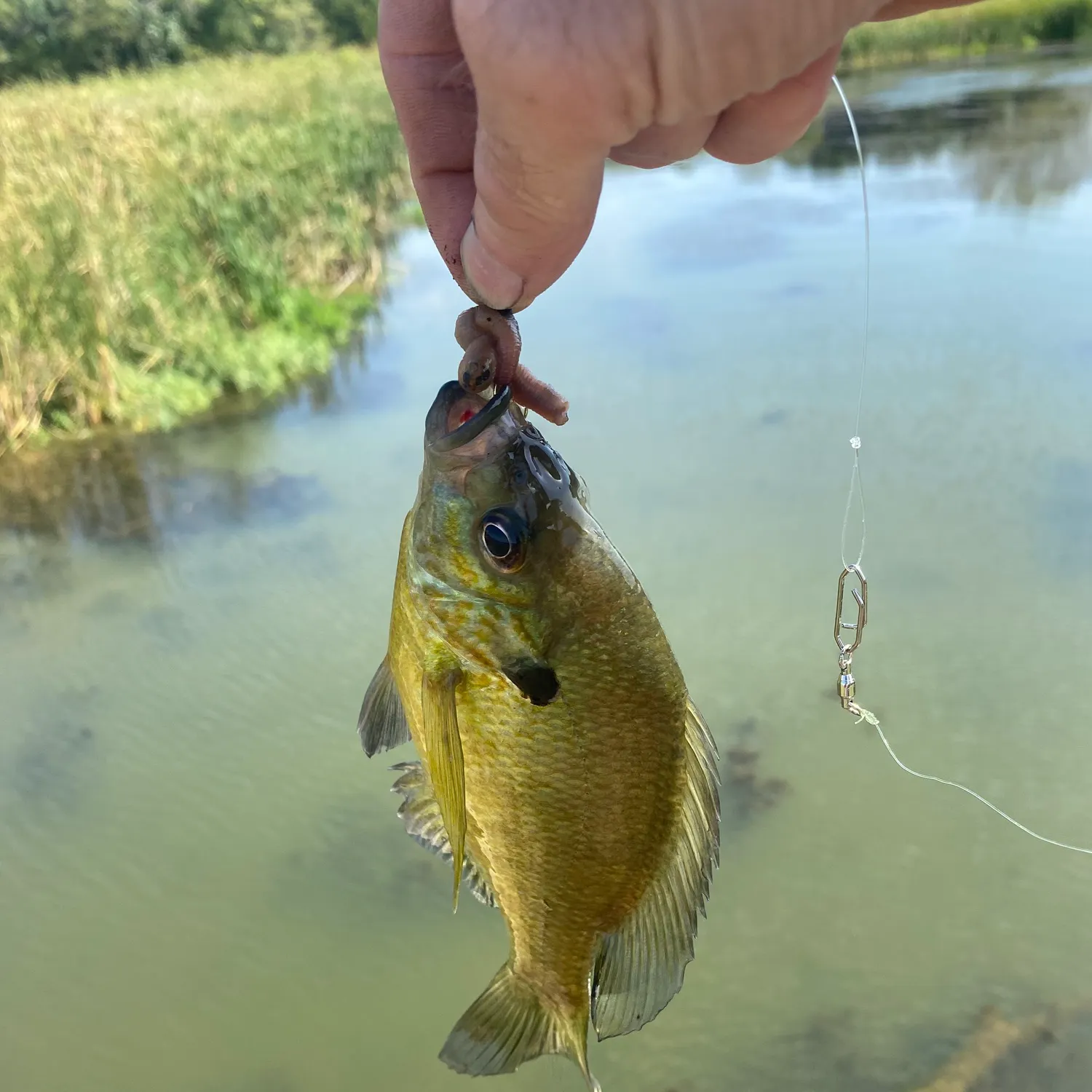 Bluegill caught on Fishbrain