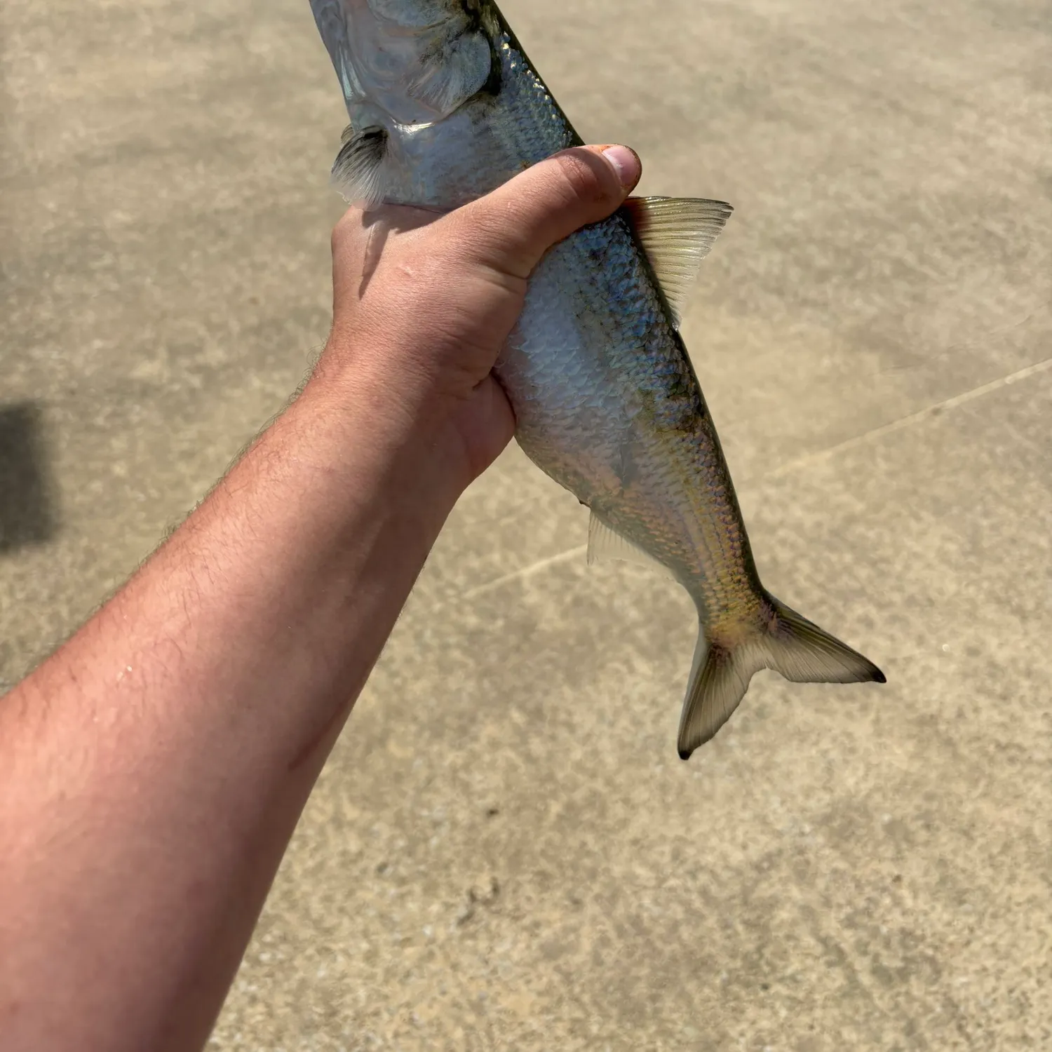 most liked catch image