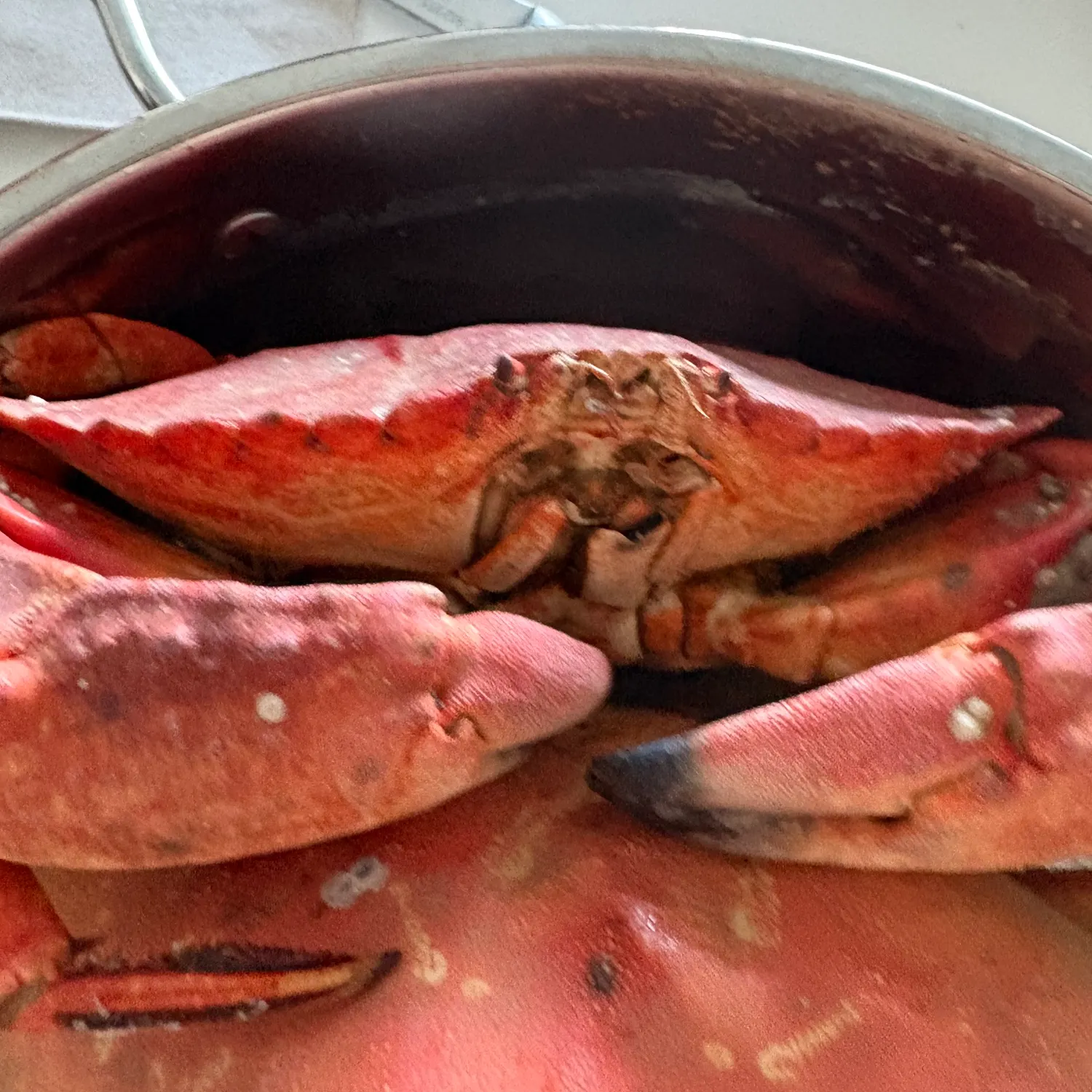 The most recent Red rock crab catches on Fishbrain