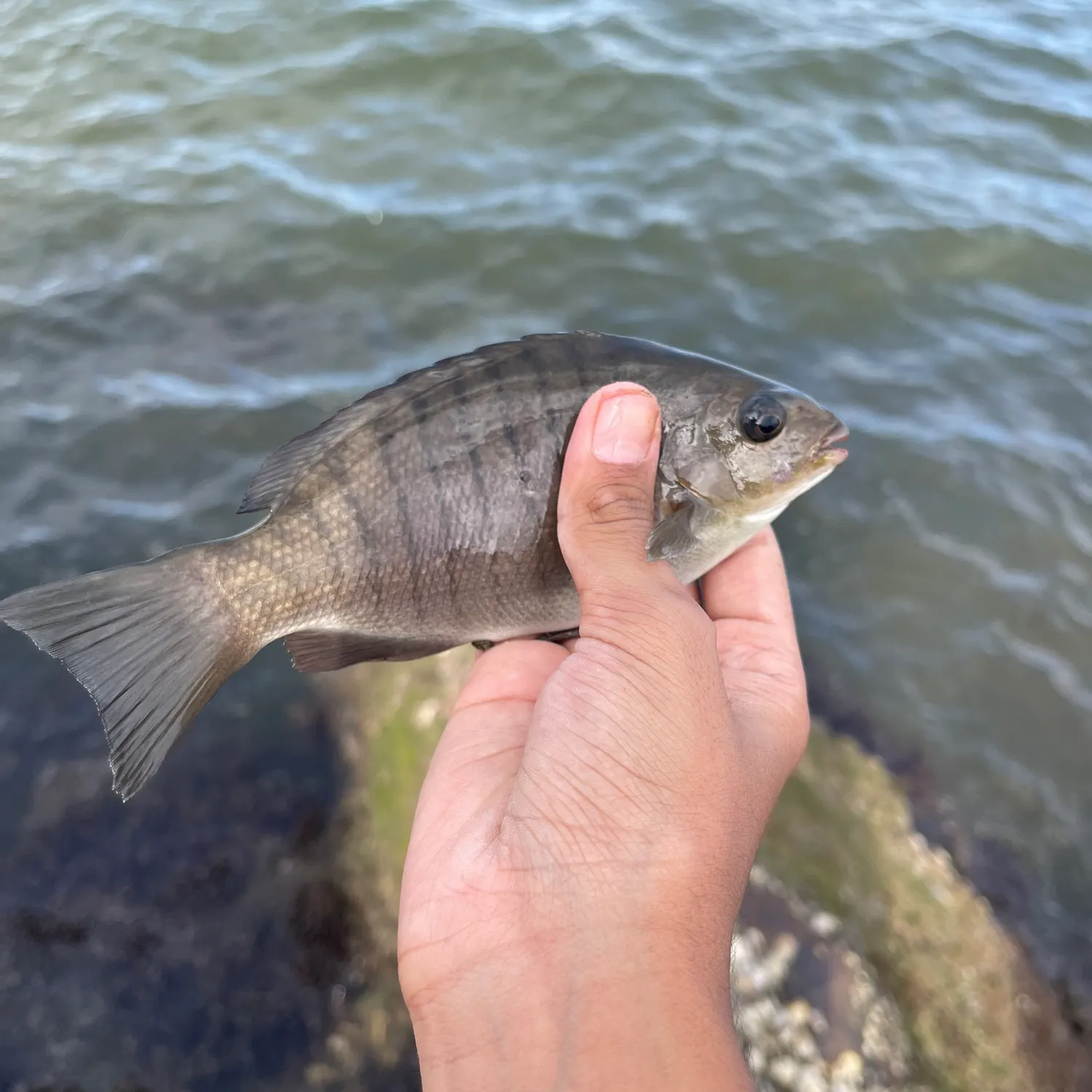 The most recent Luderick catches on Fishbrain