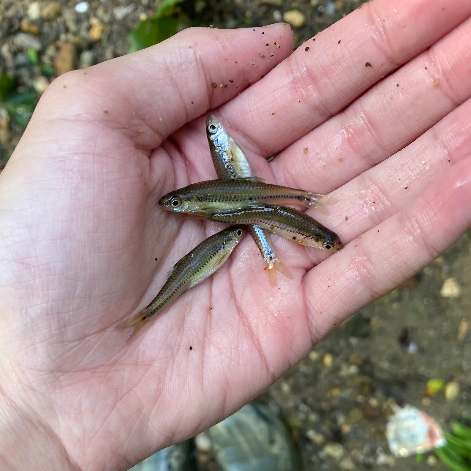 The most recent Sand shiner catches on Fishbrain