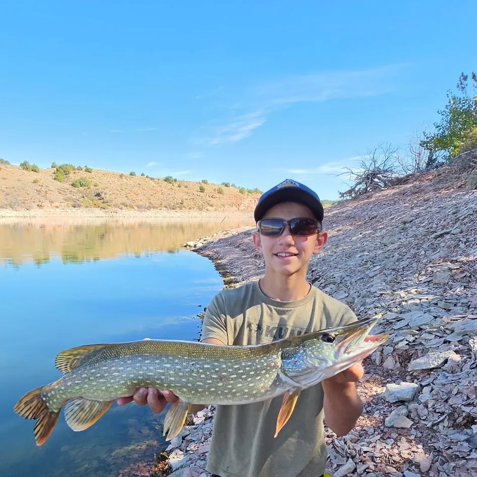 Northern pike caught on Fishbrain