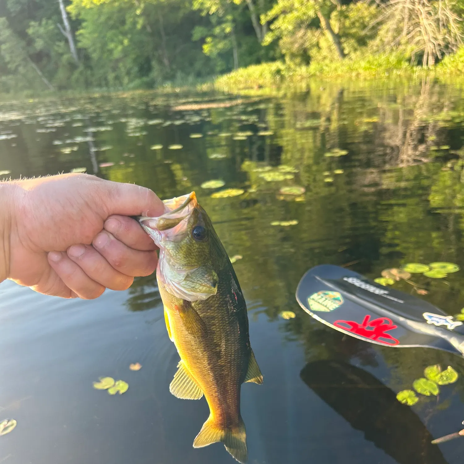 angler catch