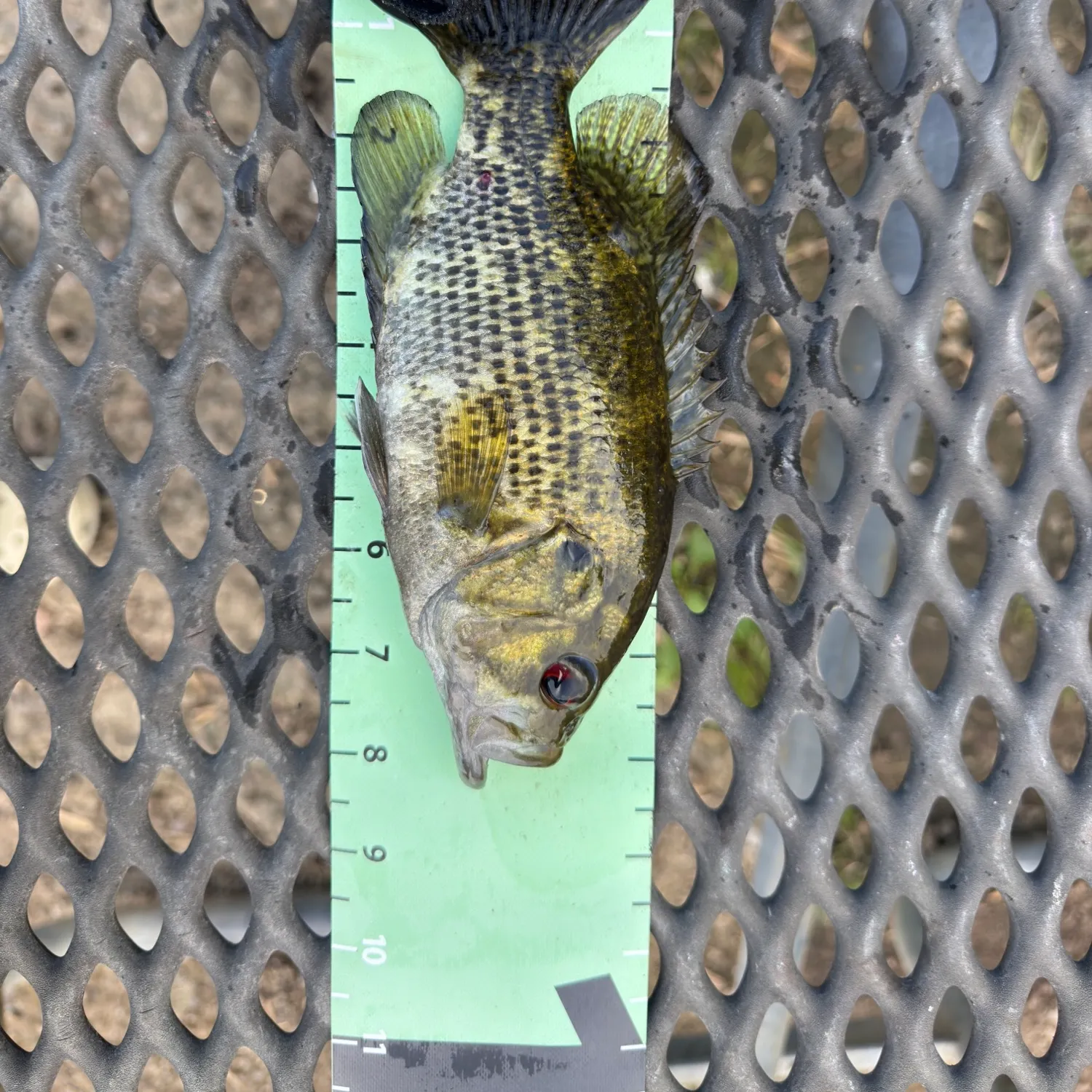 Rock bass caught on Fishbrain