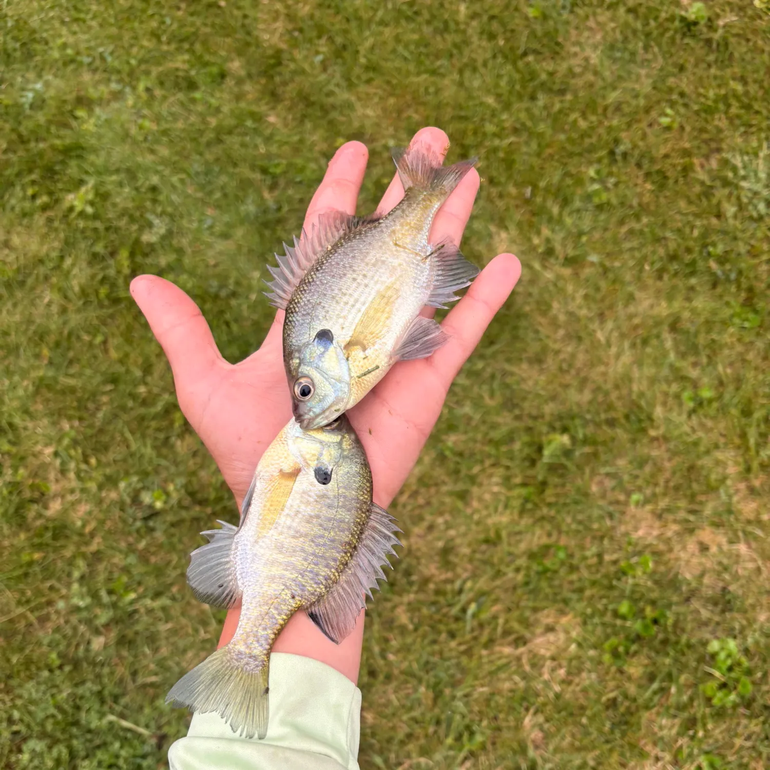 Bluegill caught on Fishbrain