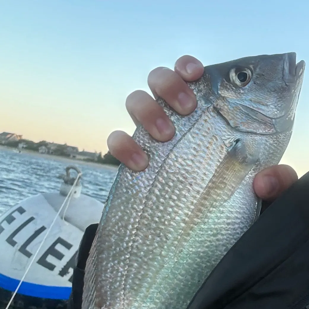 Scup caught on Fishbrain