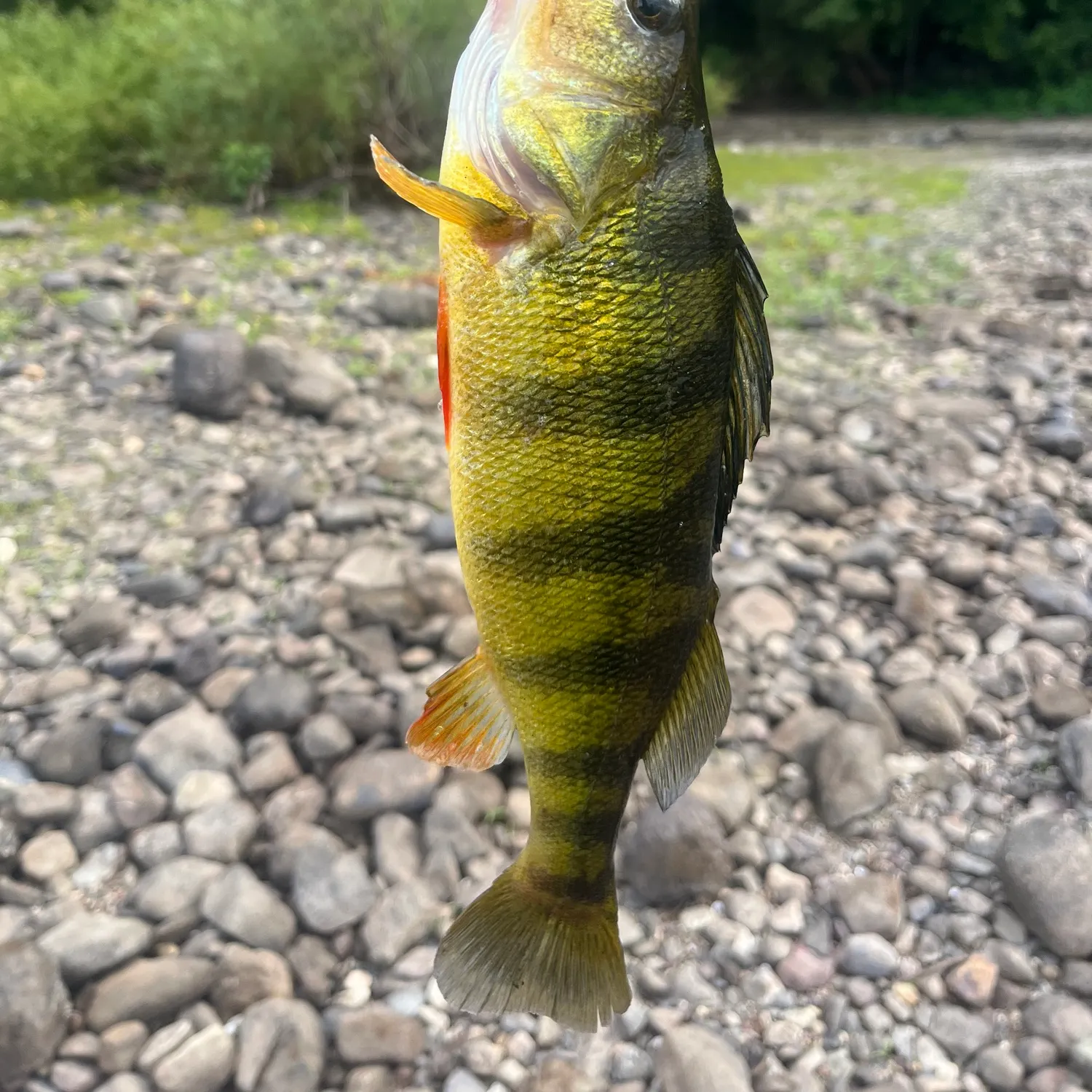 Yellow perch caught on Fishbrain