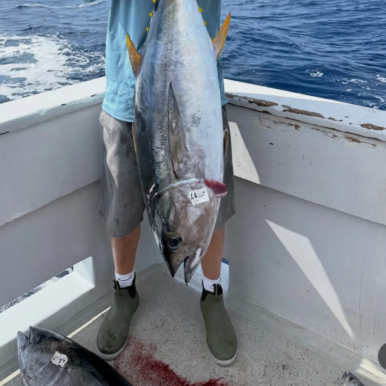The most recent Yellowfin tuna catches on Fishbrain