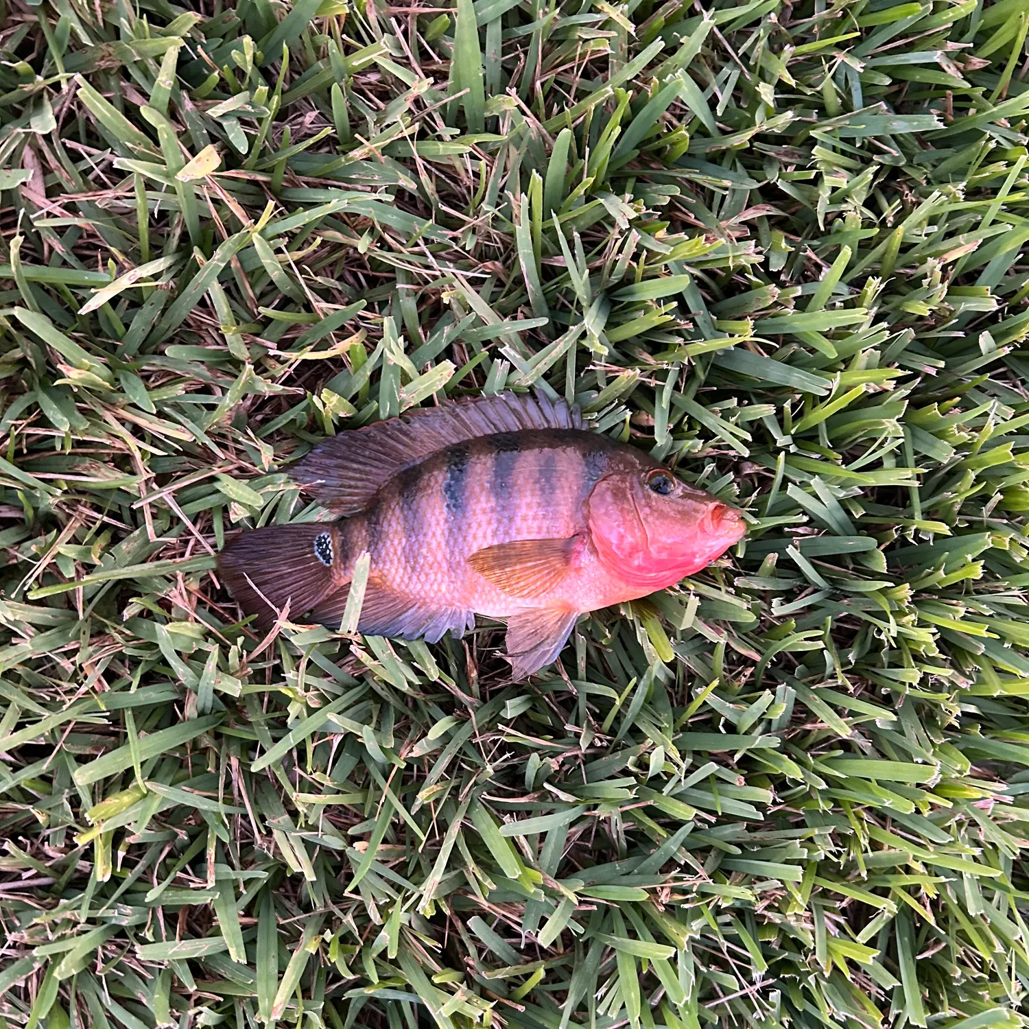 The most recent Mayan cichlid catches on Fishbrain