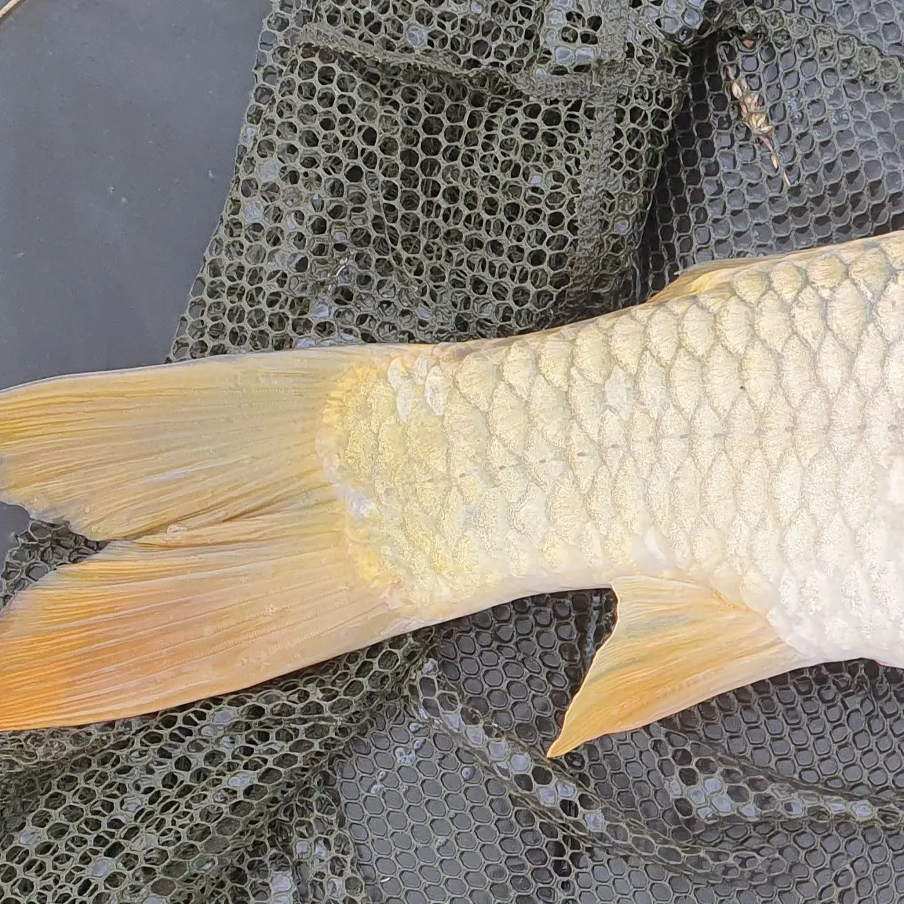 The most recent Ghost carp catches on Fishbrain