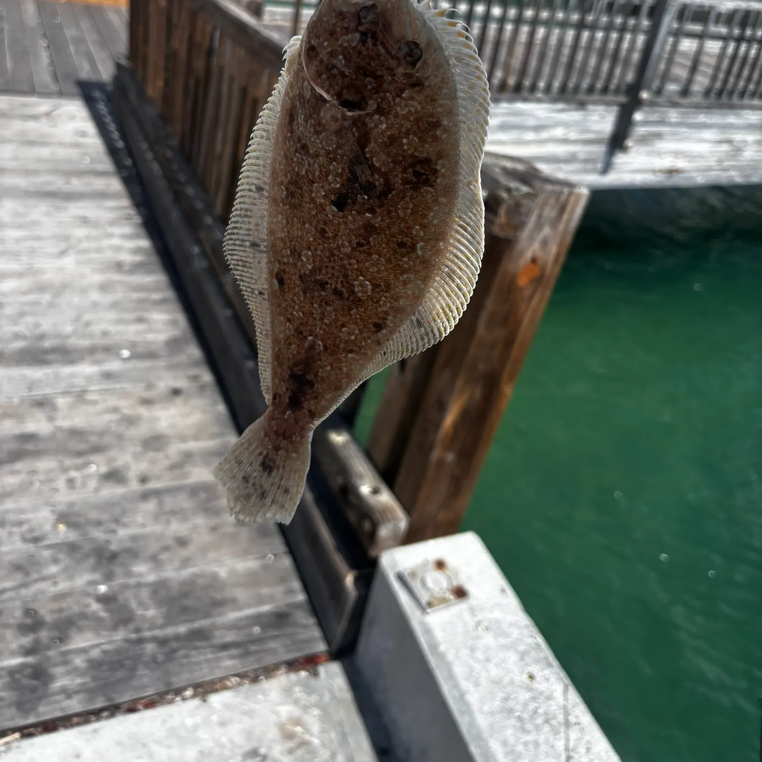 The most recent Gulf flounder catches on Fishbrain