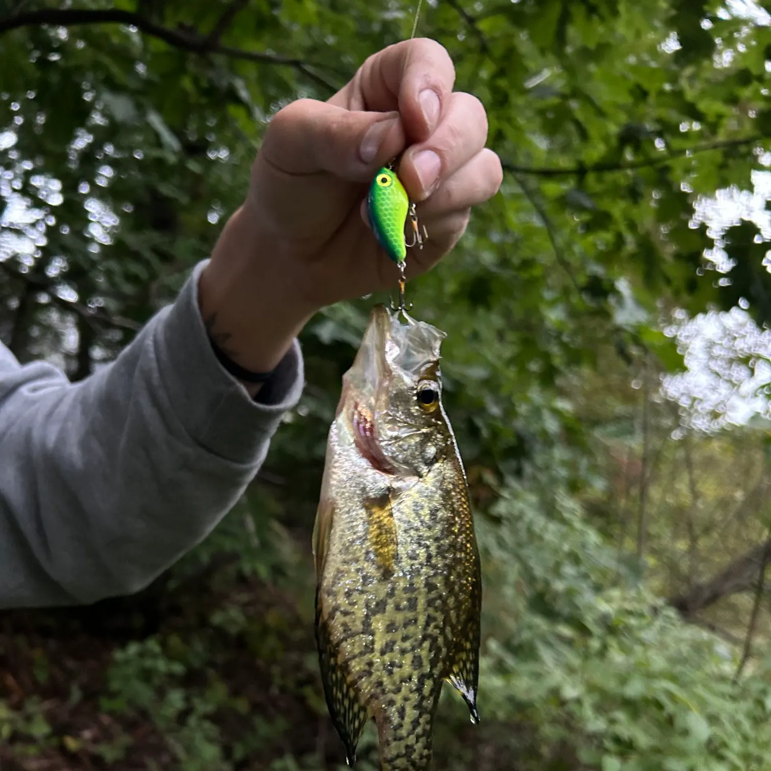 Black crappie caught on Fishbrain