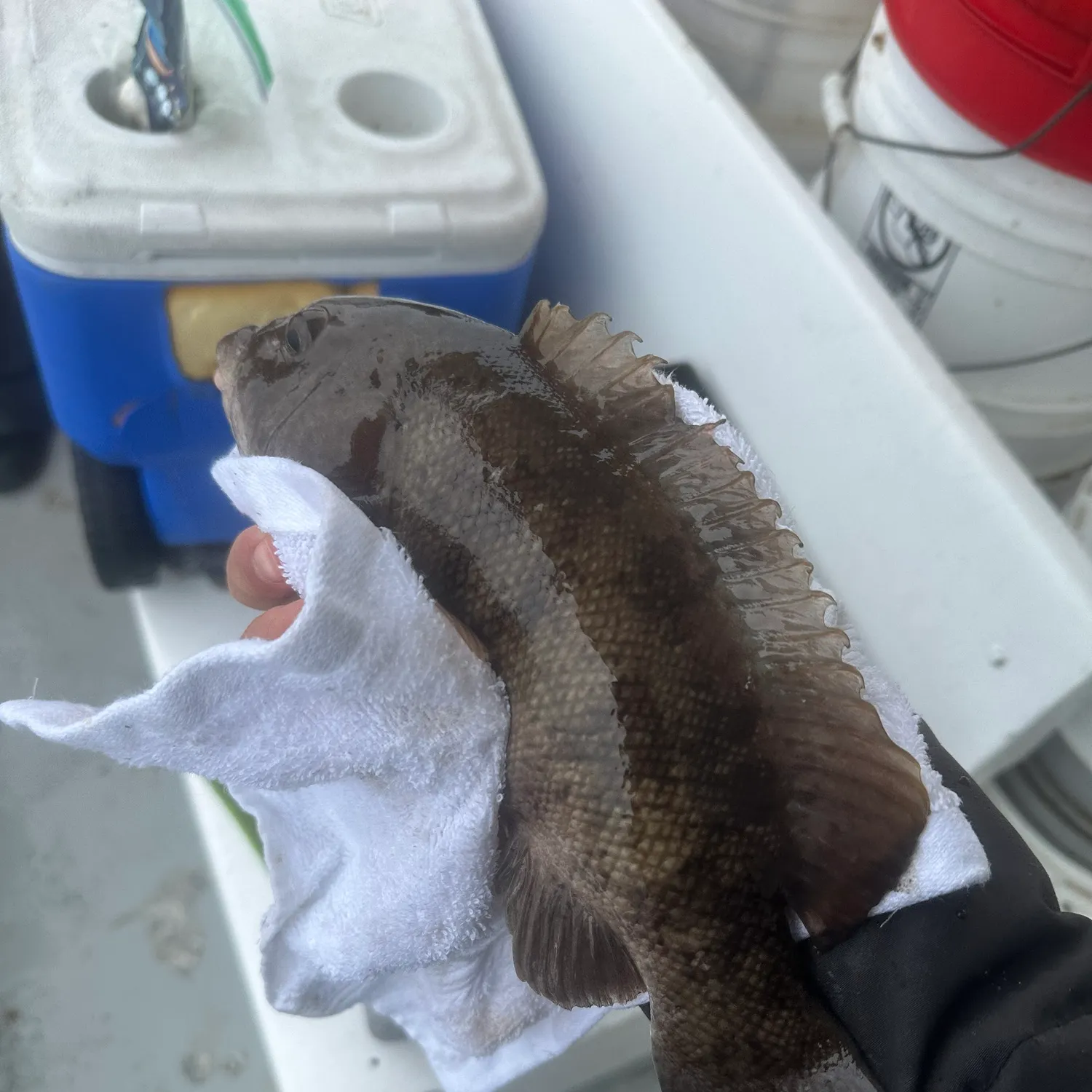 The most recent Tautog catches on Fishbrain