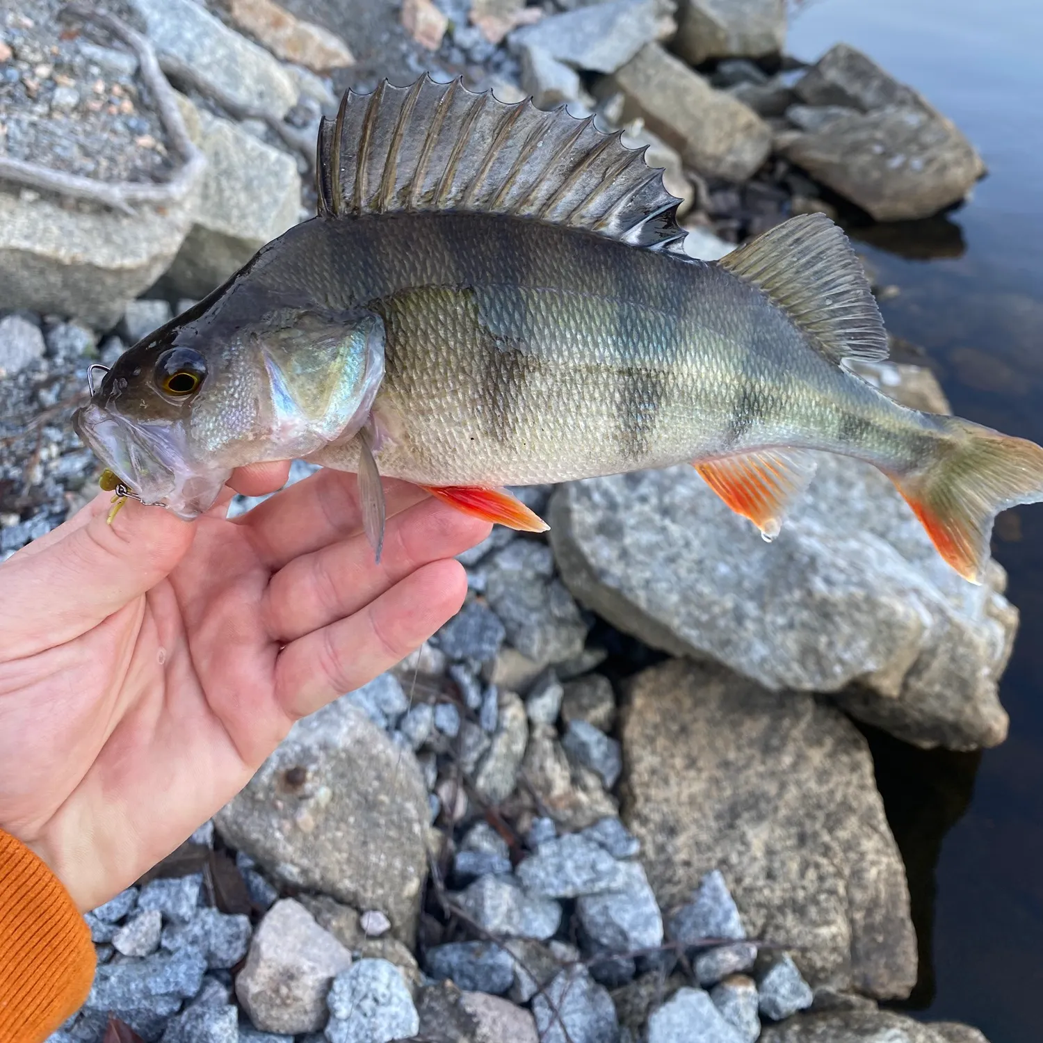 European perch caught on Fishbrain