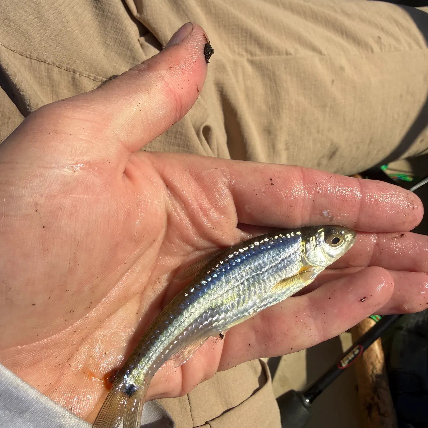 The most recent Spottail shiner catches on Fishbrain