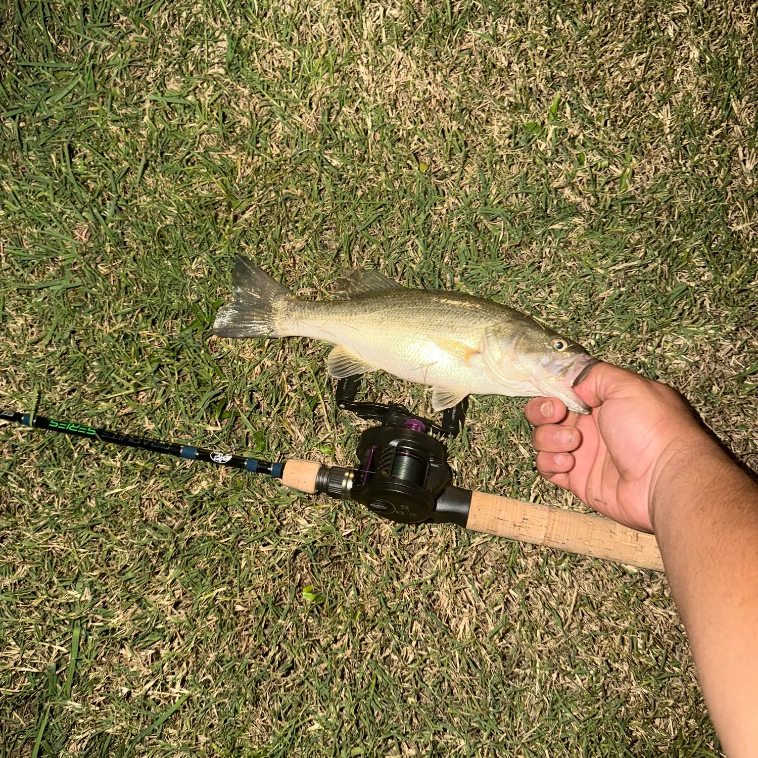 Largemouth bass caught on Fishbrain