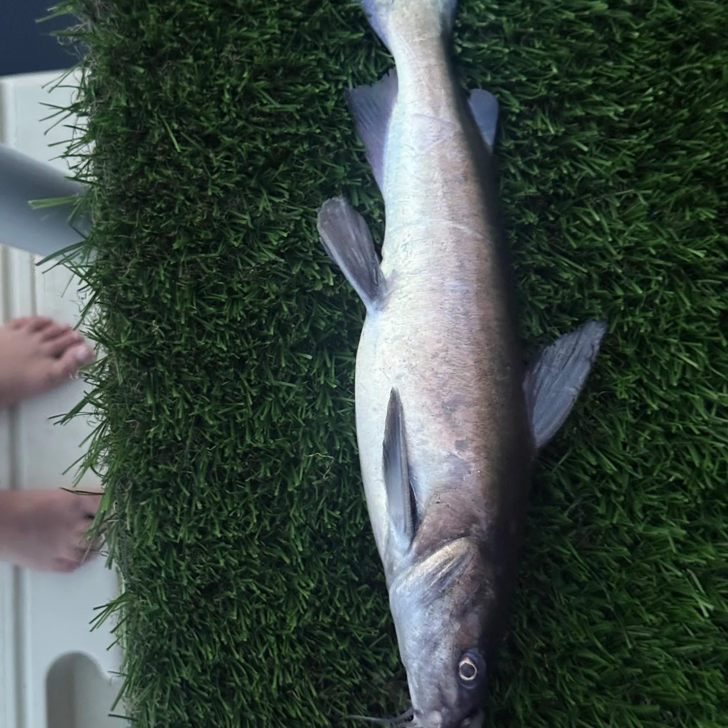 Hardhead sea catfish caught on Fishbrain