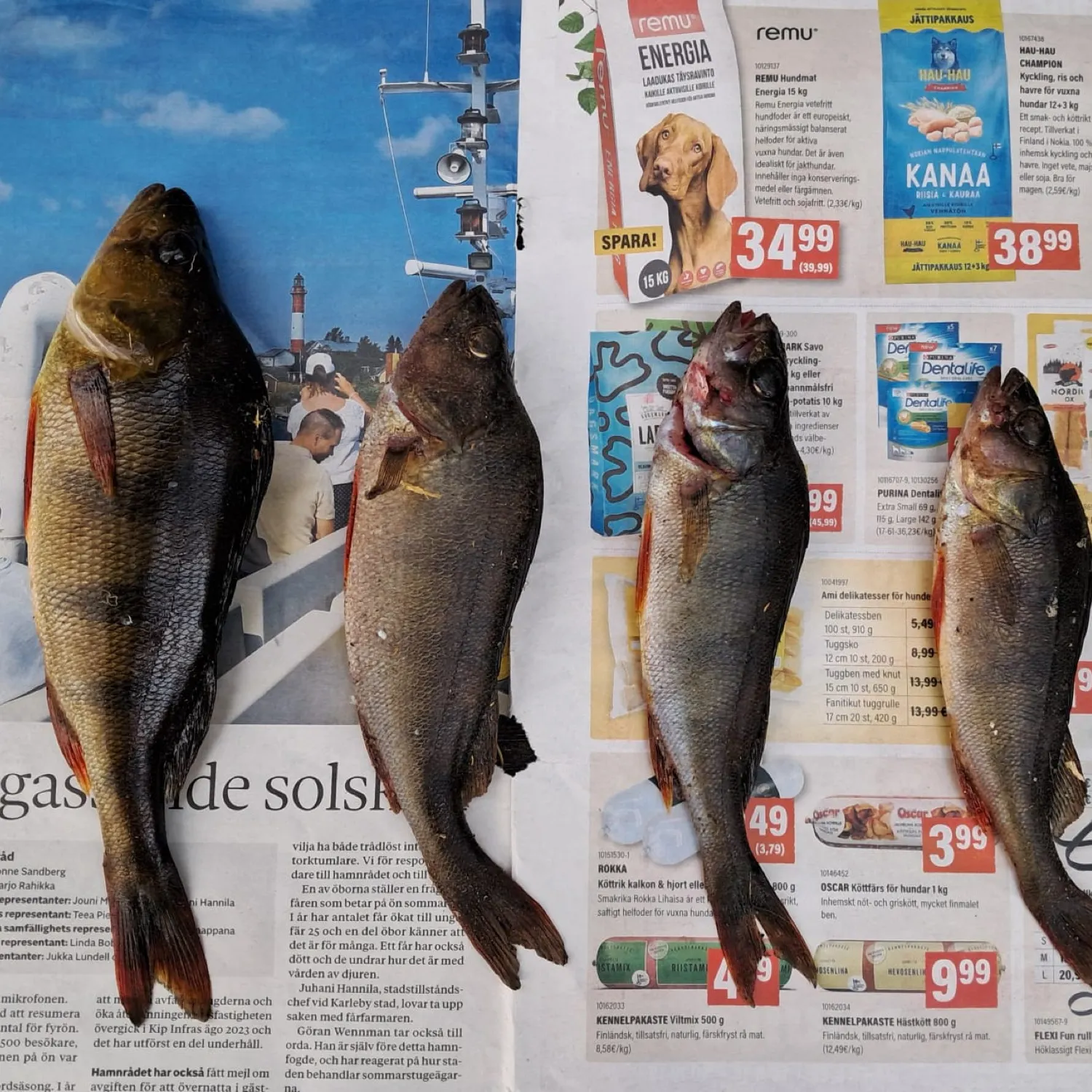 recently logged catches