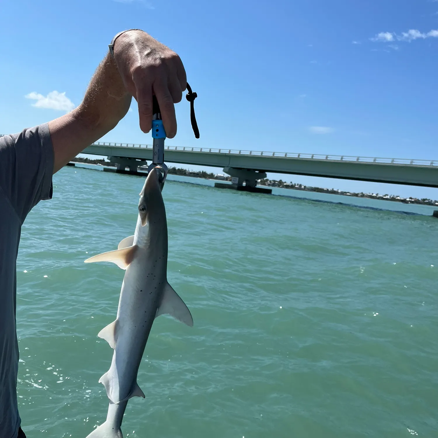 The most recent Smooth hammerhead shark catches on Fishbrain