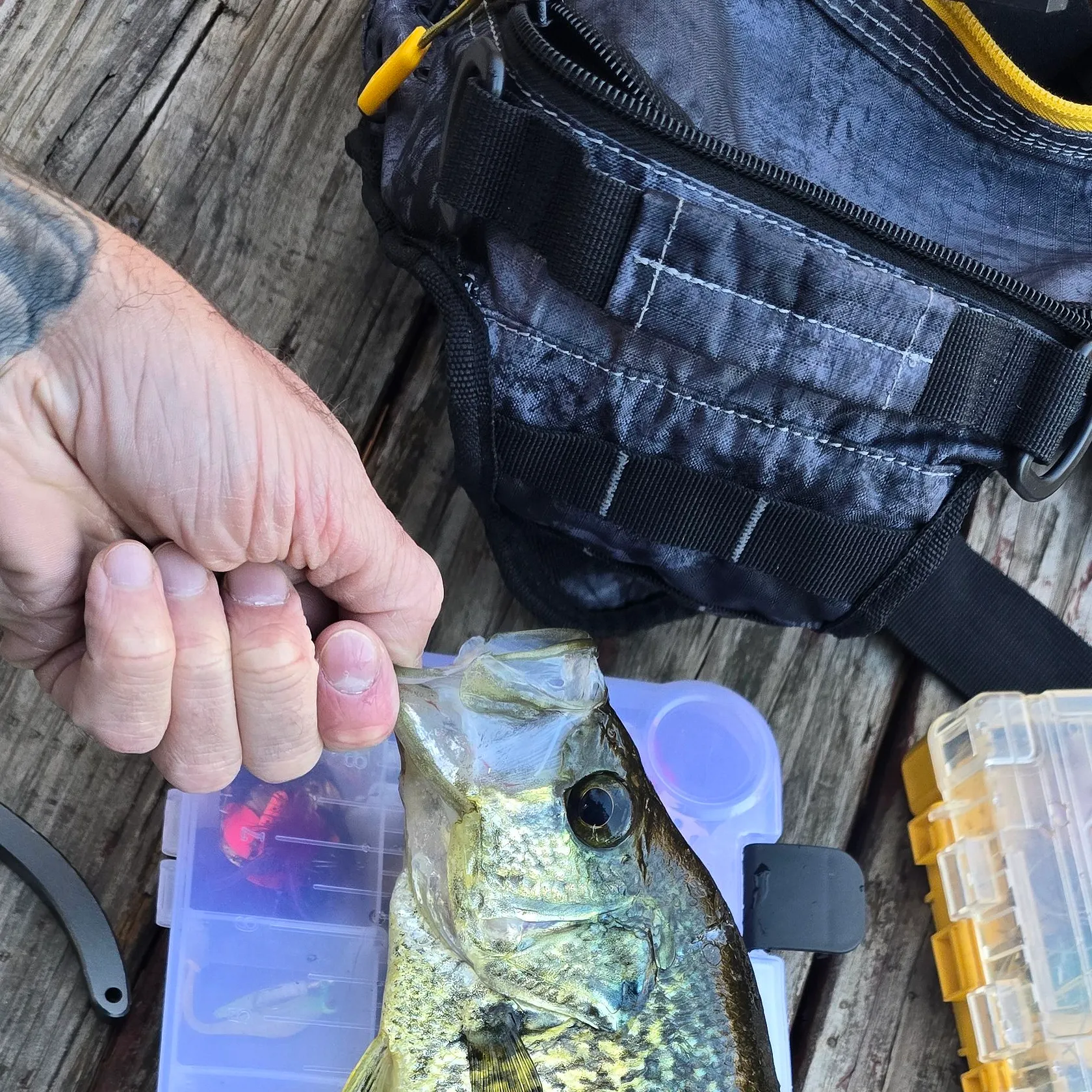 recently logged catches