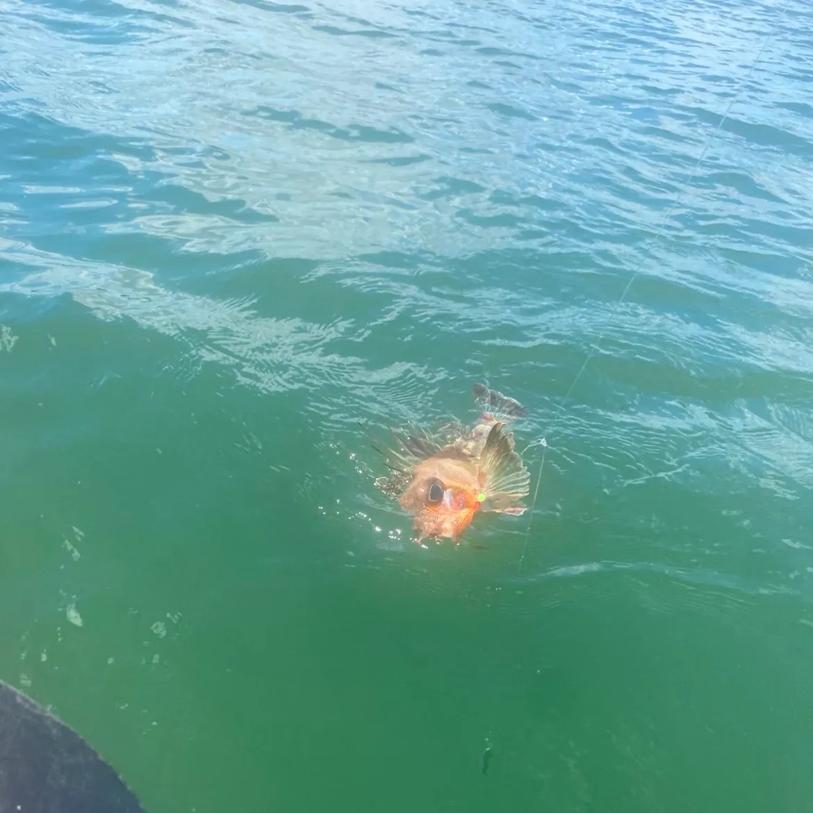 The most recent Red gurnard perch catches on Fishbrain