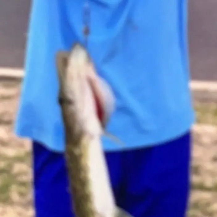 Chain pickerel caught on Fishbrain