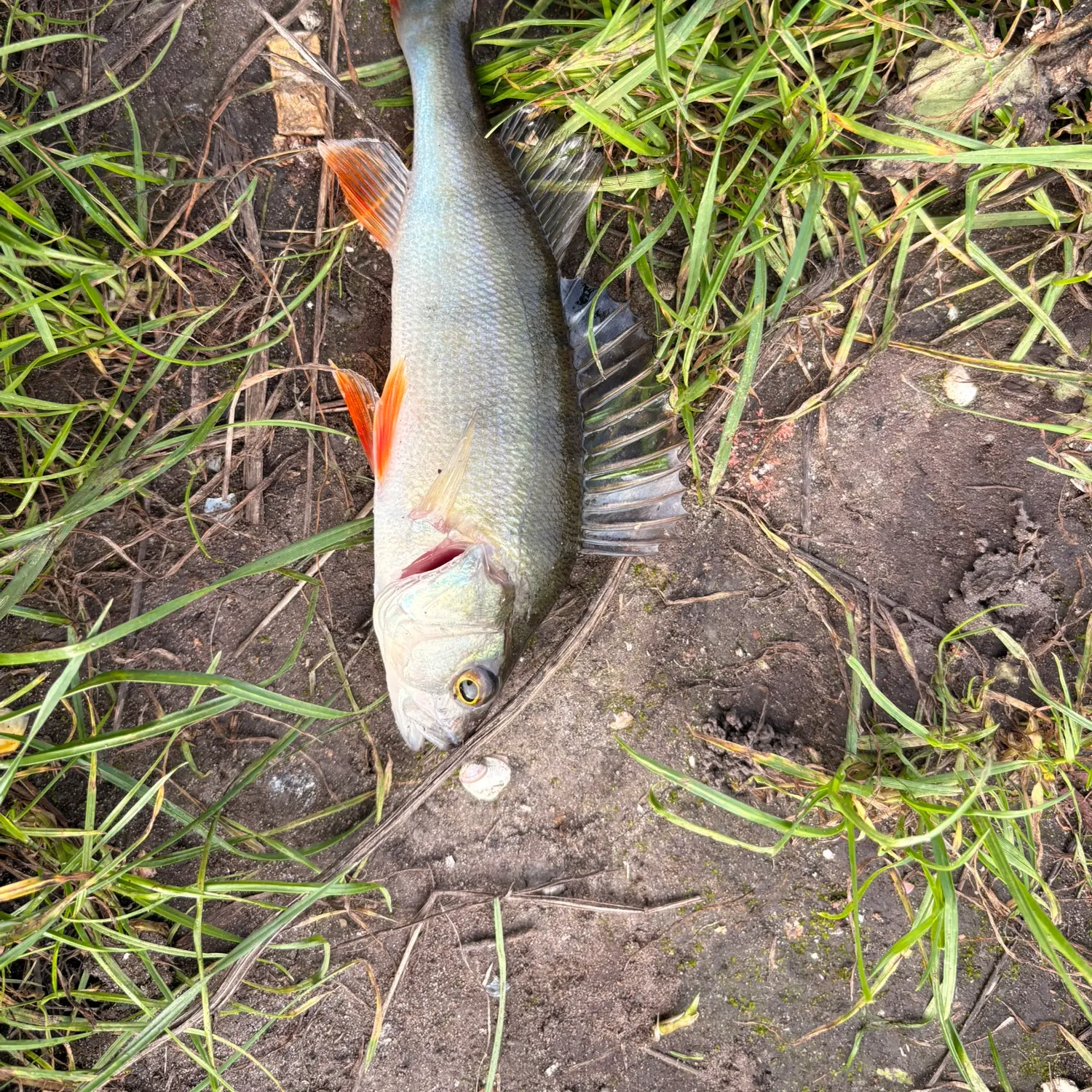 European perch caught on Fishbrain