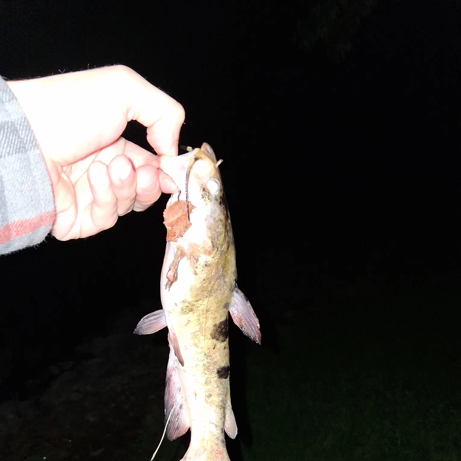 Channel catfish caught on Fishbrain
