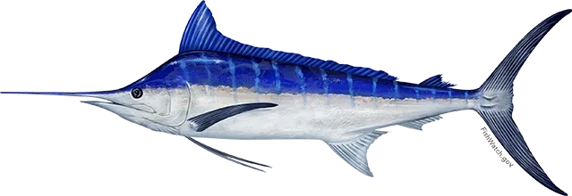 Indo-Pacific blue marlin