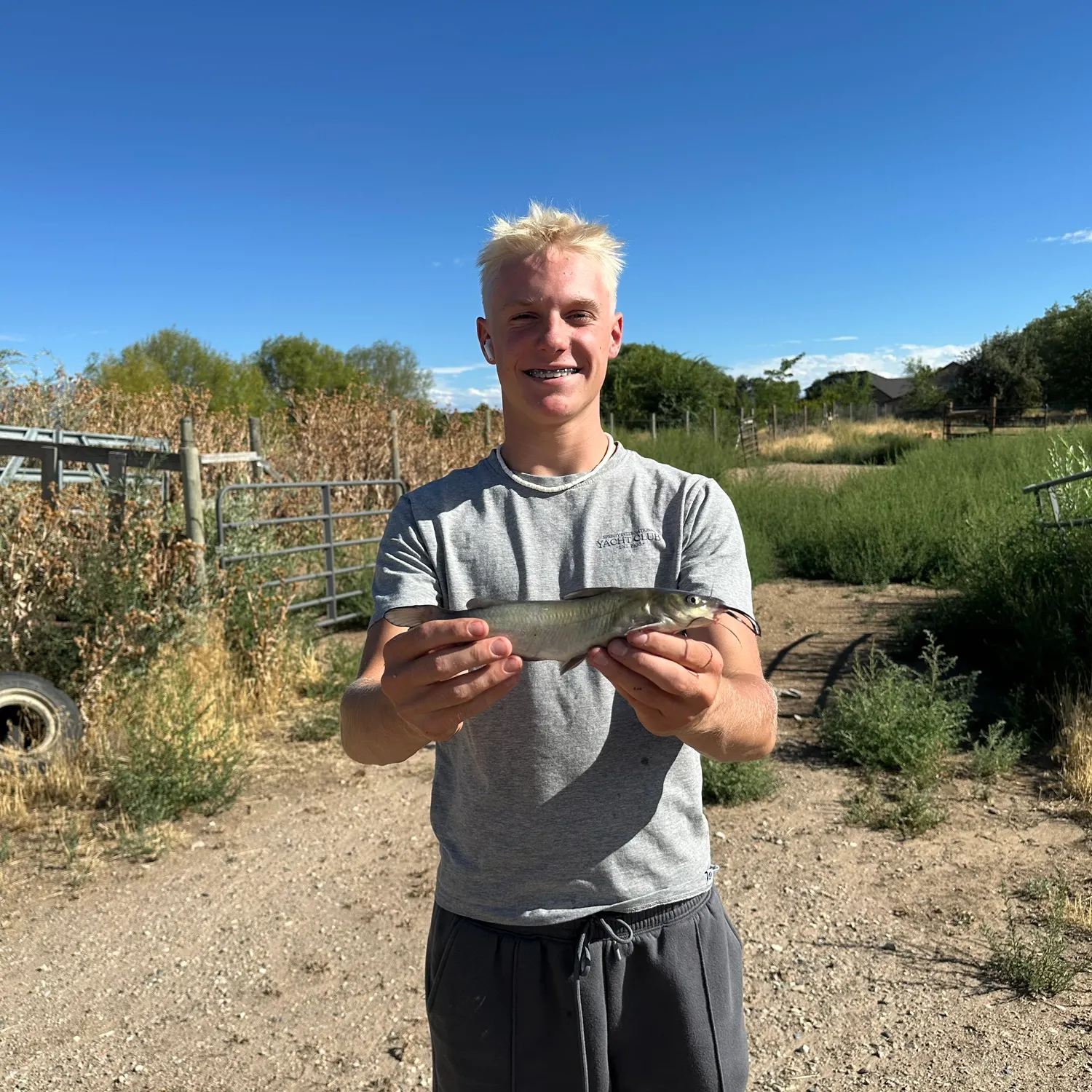 Yellow bullhead caught on Fishbrain