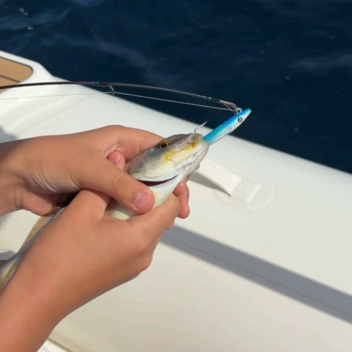 Lesser amberjack caught on Fishbrain
