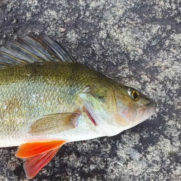 European perch caught on Fishbrain