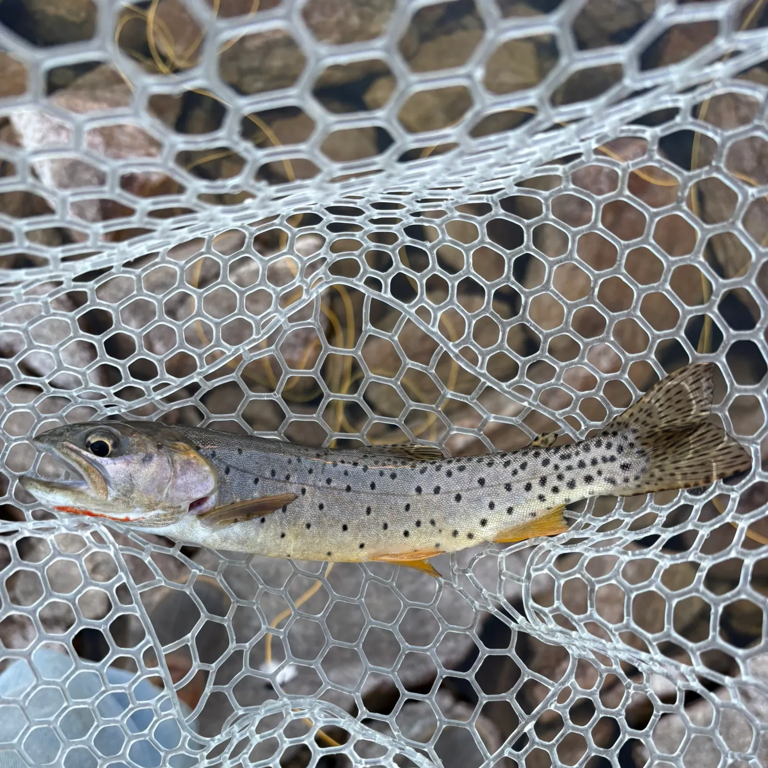 Cutthroat trout caught on Fishbrain