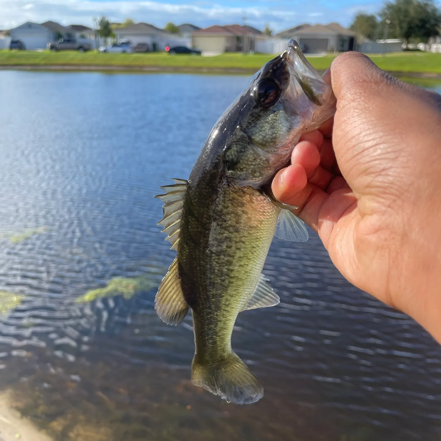 The most recent Largemouth bass catches on Fishbrain