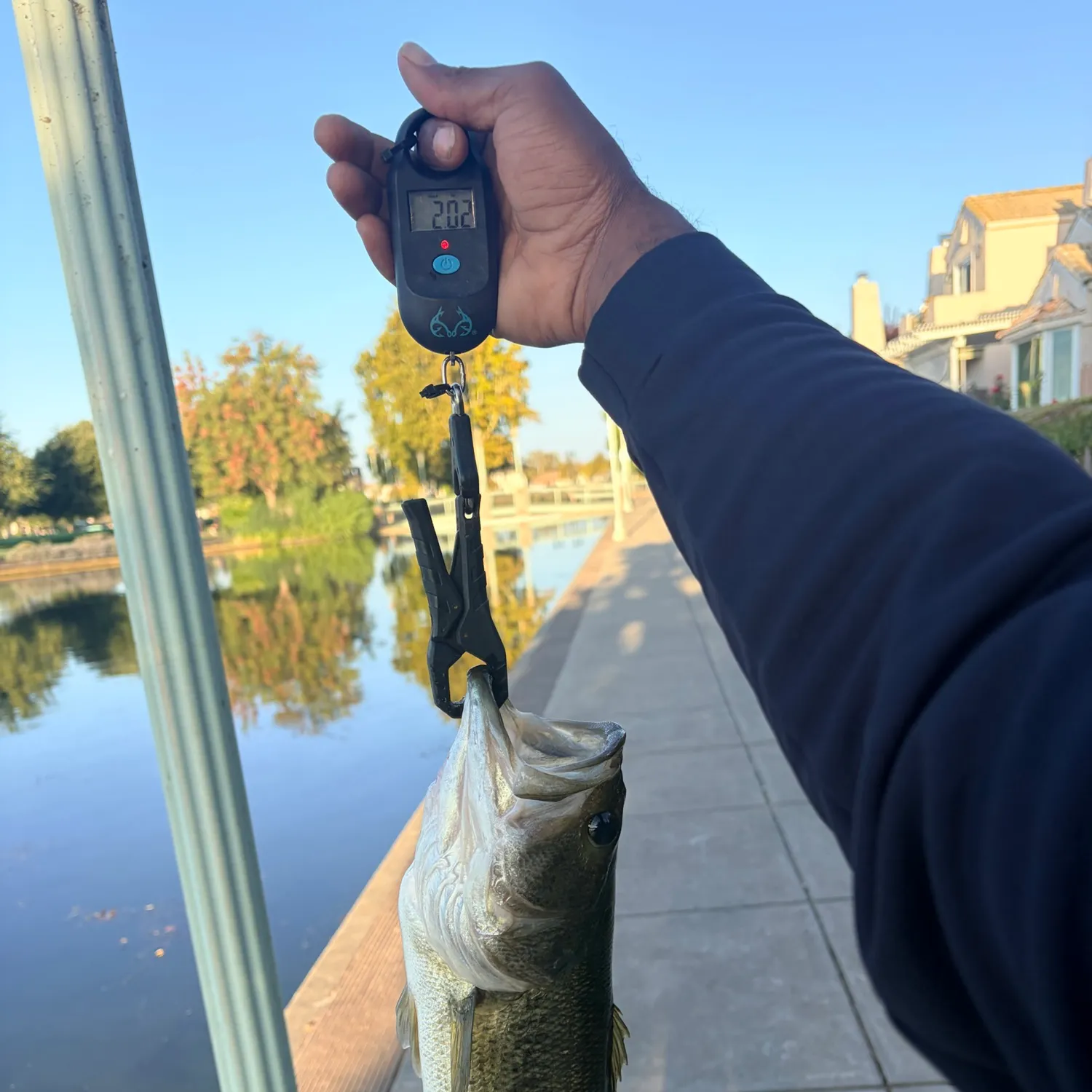 Spotted bass caught on Fishbrain