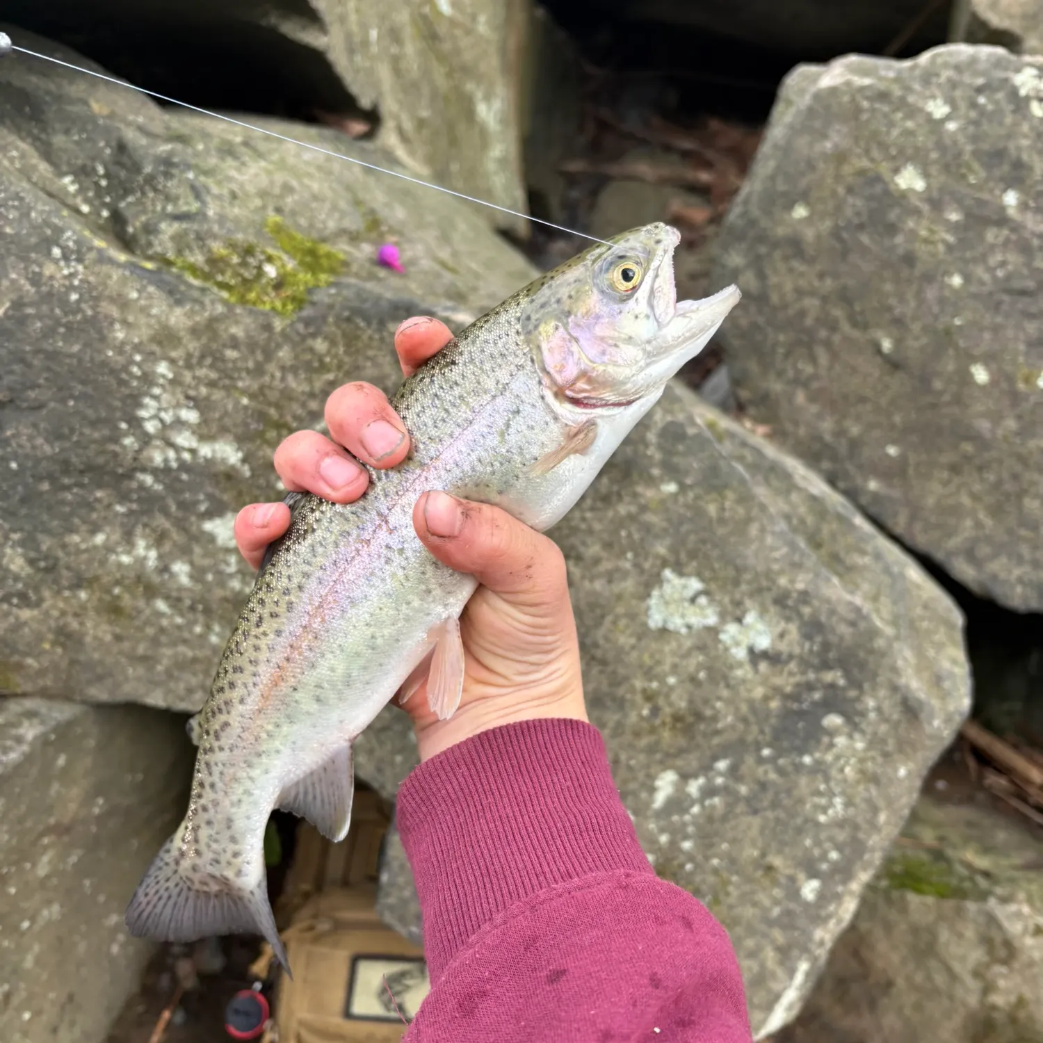 recently logged catches