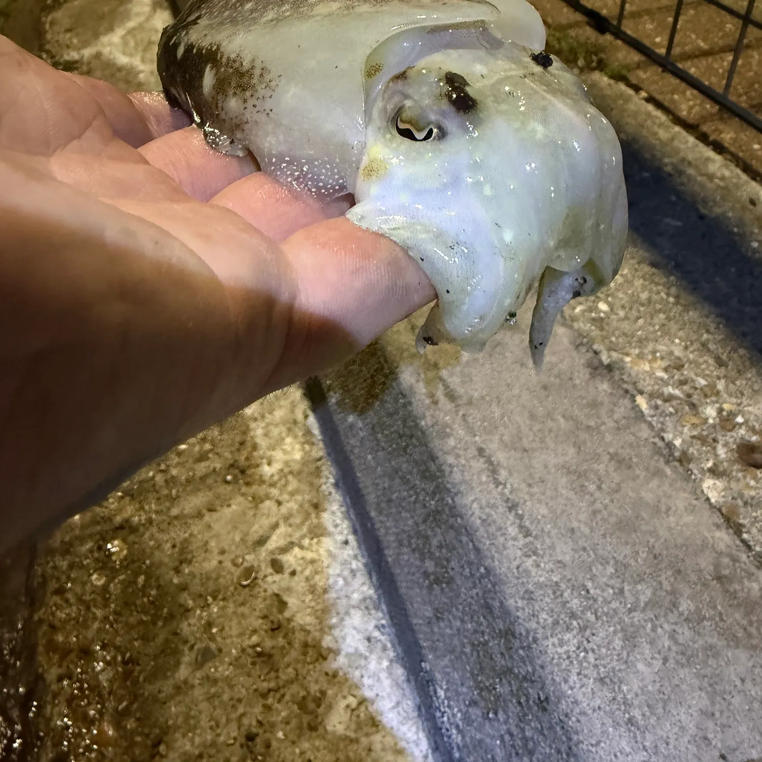 Common cuttlefish caught on Fishbrain