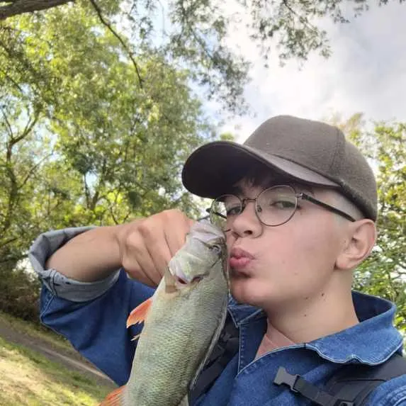 European perch caught on Fishbrain