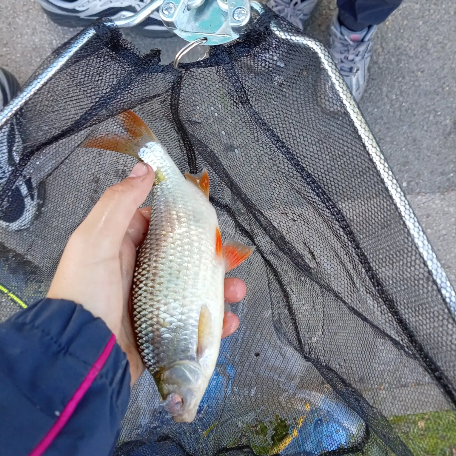 Common roach caught on Fishbrain