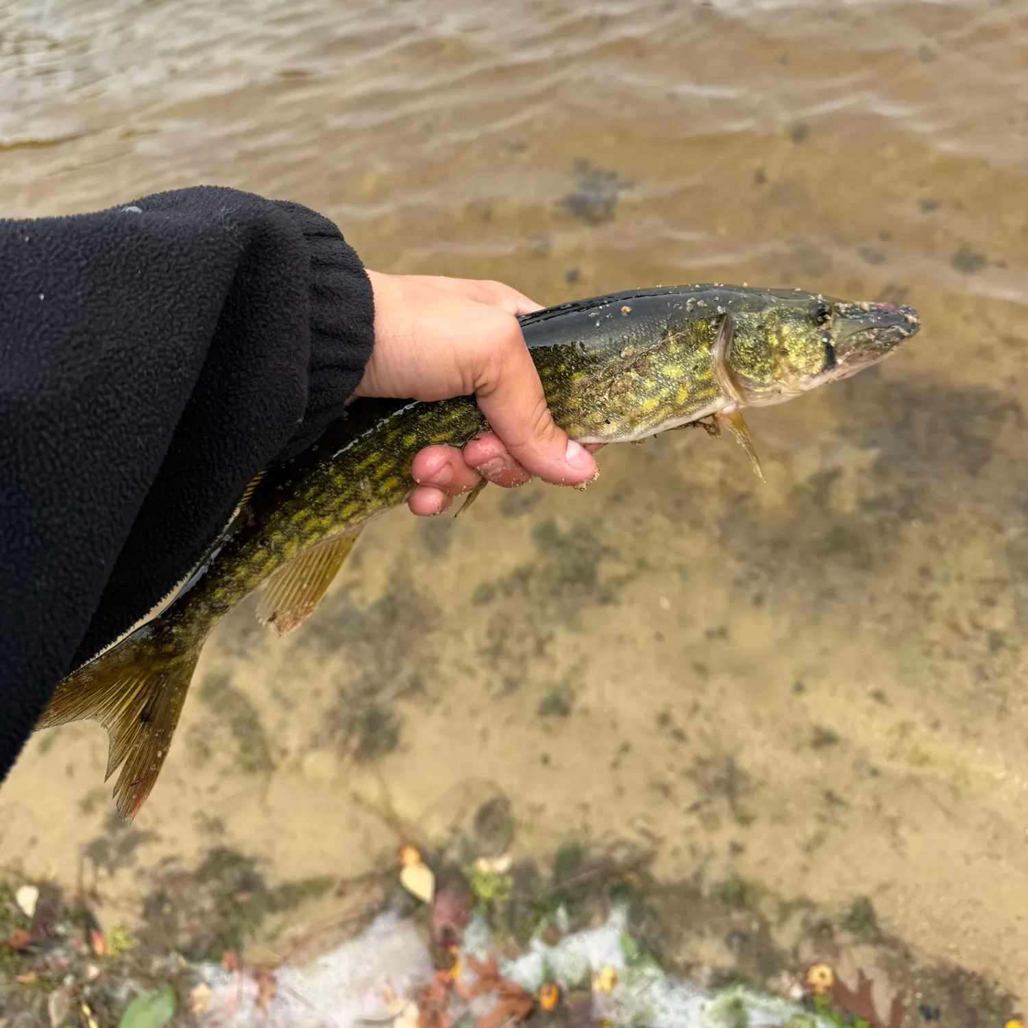 Chain pickerel caught on Fishbrain