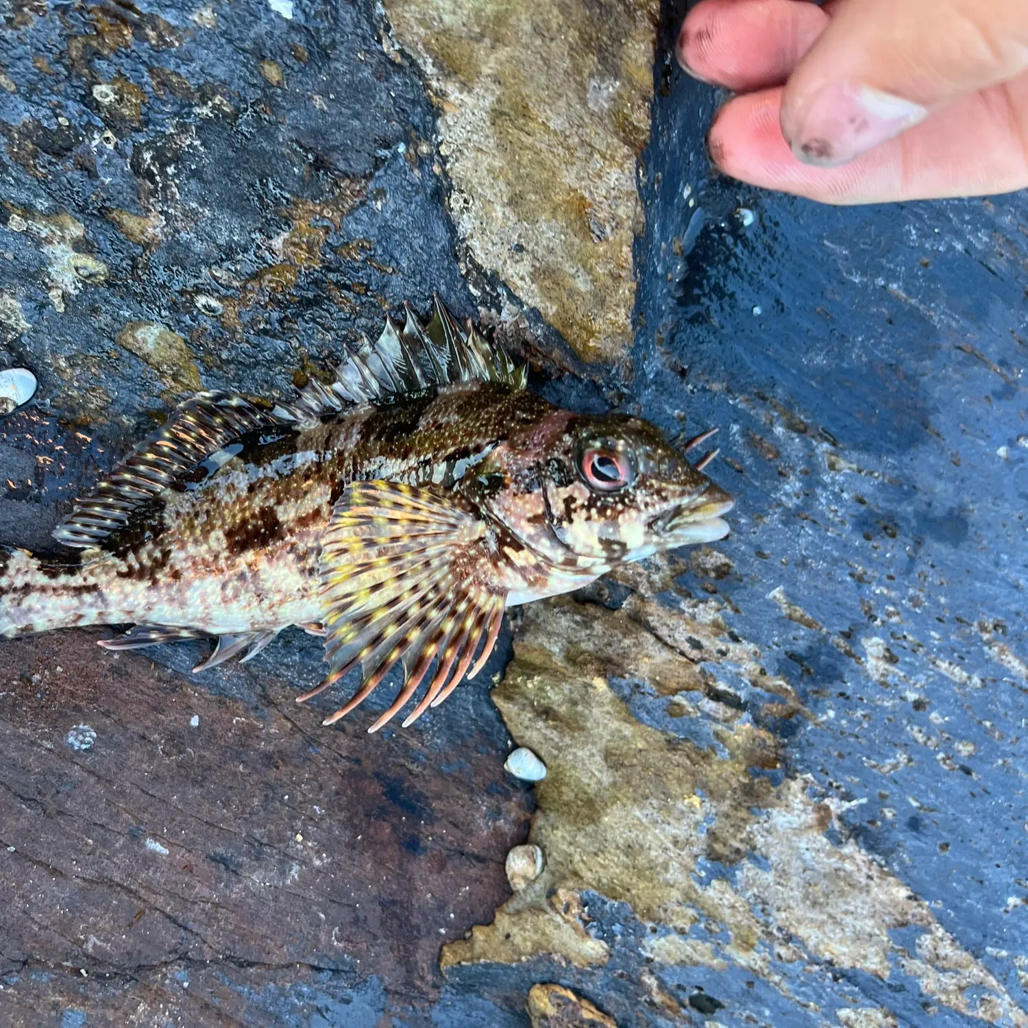 The most recent Eastern kelpfish catches on Fishbrain